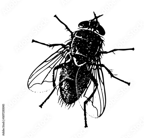 Vector Detailed black insect featuring a common fly with visible wings and legs.