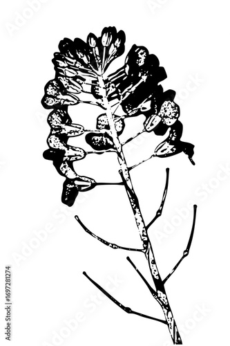Vector Botanical of a leafy plant branch with clustered buds.