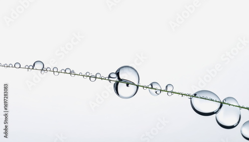 Close-up of plant with glimmering water droplets reflecting natural light creating a beautiful isolated background