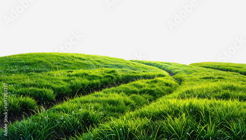 Lush green grassy hill under a soft white sky with ample copy space for text and design elements