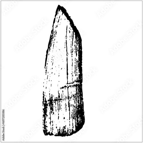 Vector Detailed of a prehistoric tooth .