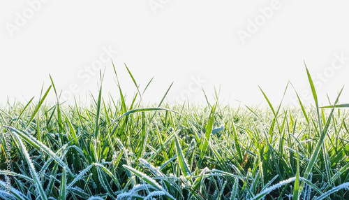 Close-up of grass with a layer of frost creating an icy texture and ample copy space isolated on a white background