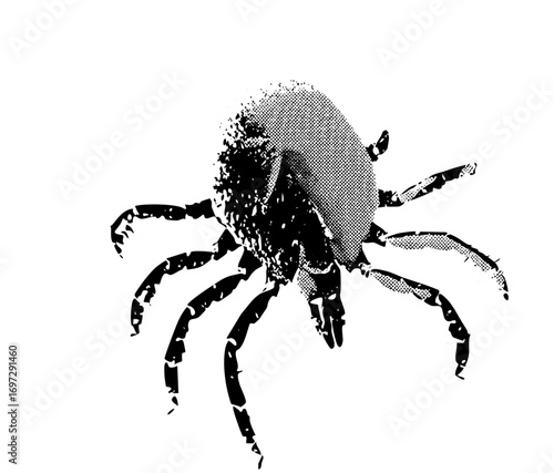 Vector Detailed vector of a spider with extended legs.