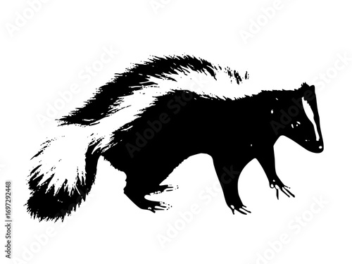 Vector Black and white skunk walks forward.