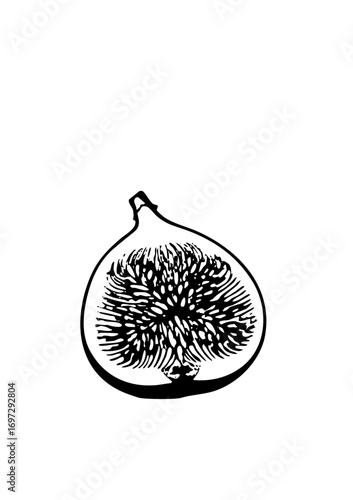 Vector Detailed of a halved fig with textured pulp.