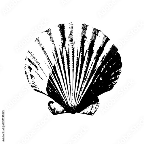 Vector Detailed of a scallop with radiating lines.