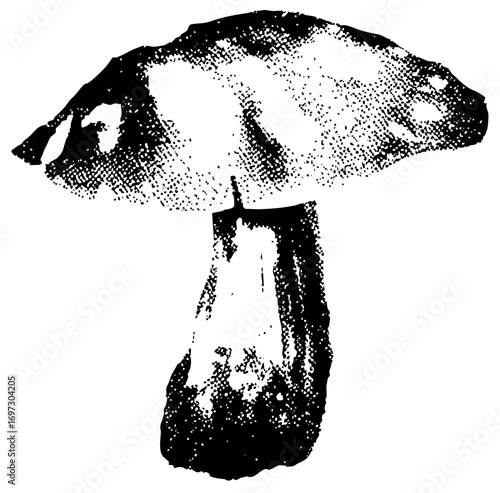 Vector Detailed of a mushroom with a textured cap and stem.
