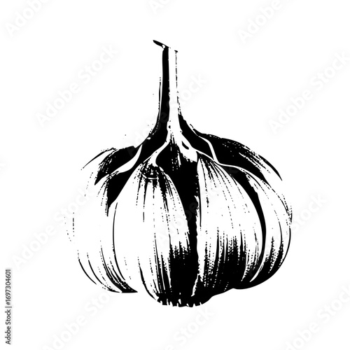Vector Detailed black and white of a garlic bulb.