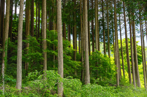 木祖村の森林風景　