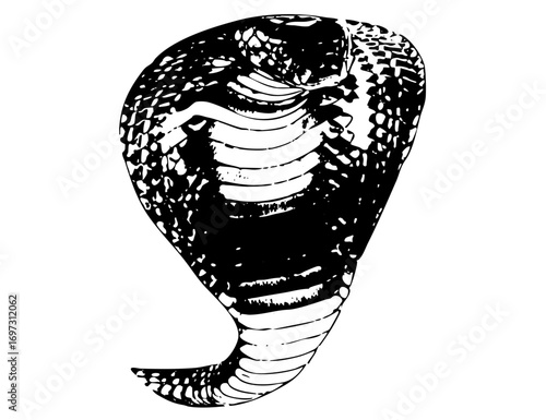 Vector Detailed cobra with hood spread in monochrome style.