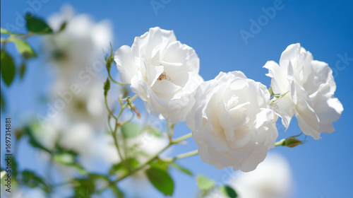 Close-up of white bush roses in full bloom against a soft blue sky, embodying spring garden beauty.