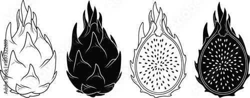 Dragon fruit vector illustration black and white