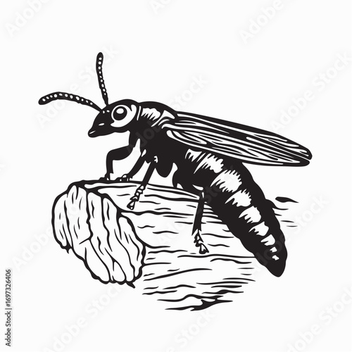 Close Up Drywood Termite on Decomposed Wood Vector Art on white background