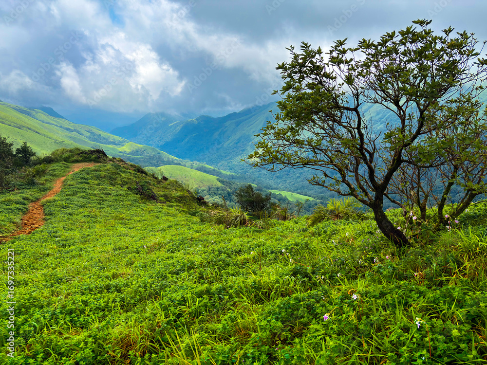 Fototapeta premium Stunning view of mountain landscape blanketed in lush greenery and towering trees. Mist rolls partially obscuring scene and adding ethereal, dreamlike quality.