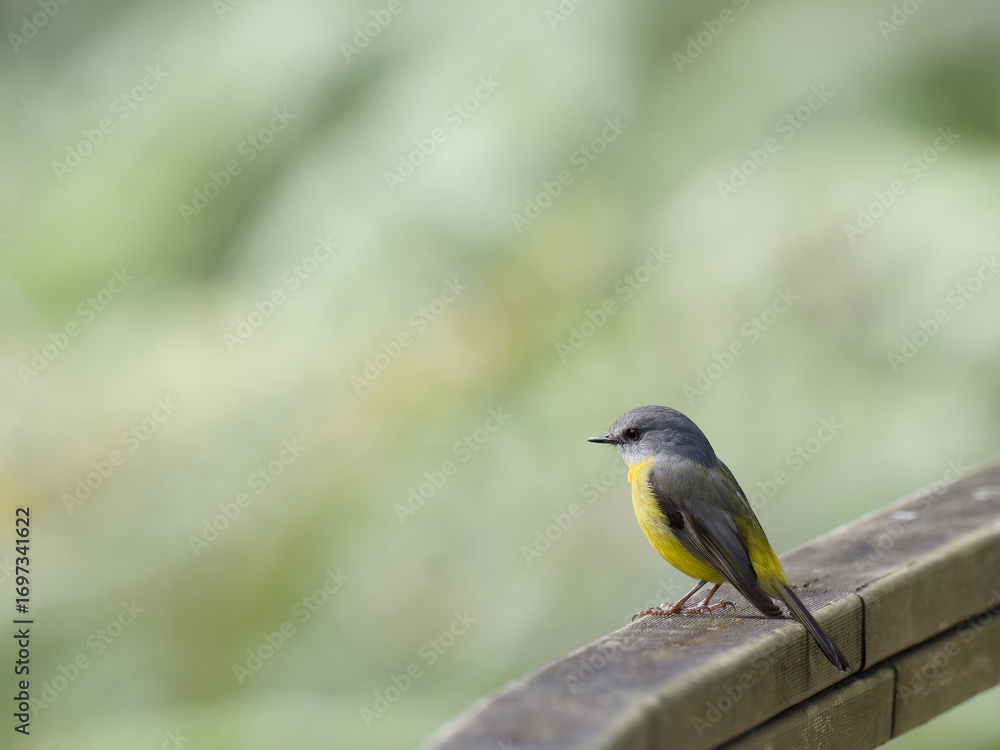 Fototapeta premium Eastern Yellow Robin (Eopsaltria australis) perched on a timber handrail with green bokeh background