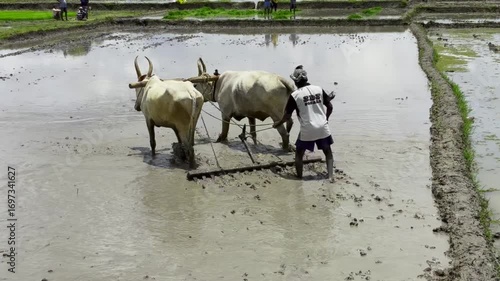 A farmer plows his field with a pair of oxen in preparation for rice planting in mysore India - 2nd september 2025