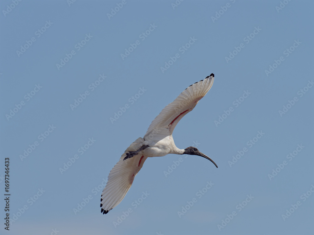 Obraz premium Australian White Ibis (Threskiornis molucca) flying overhead with a clear blue sky background.