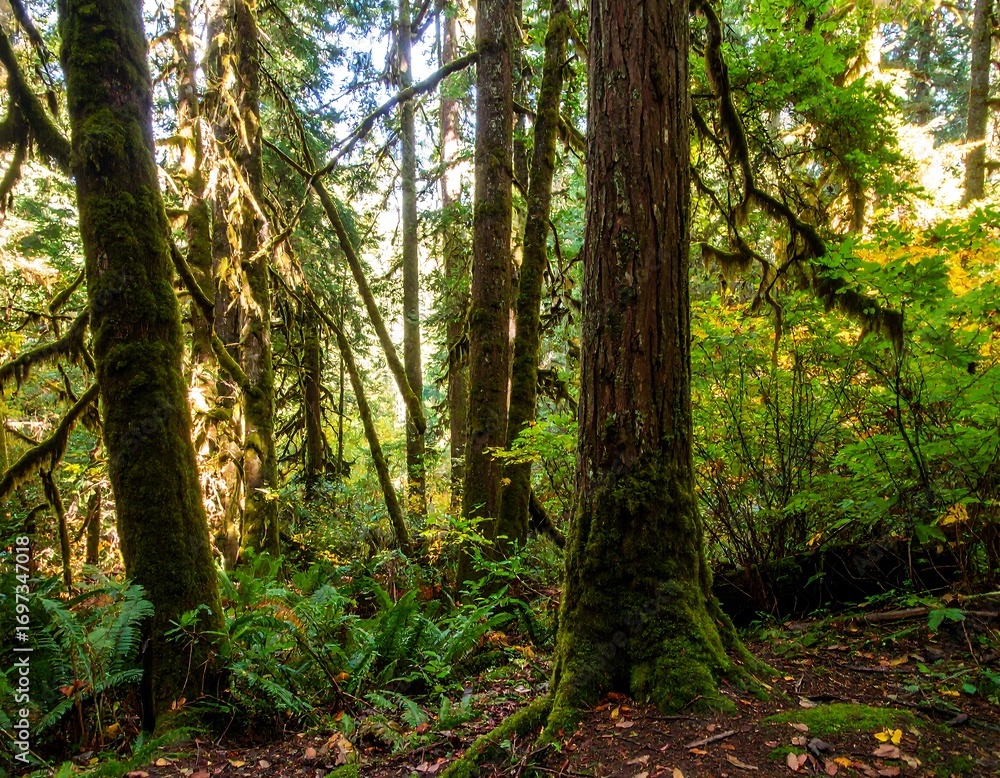 Fototapeta premium Lush forest floor bathed in sunlight