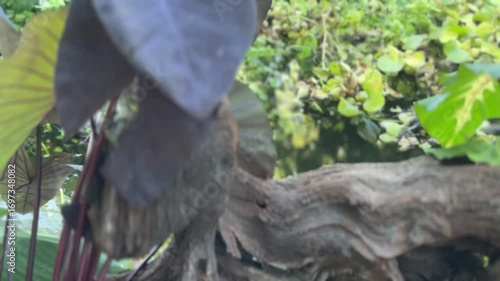 elephant ears and lush plants surround a natural outdoor pond - scenic tranquil daytime water garden scene with ornamental plants and driftwood.