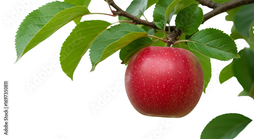 red apple with leaf