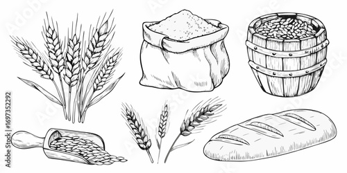 Collection of hand drawn wheat grains flour bread and a wooden barrel in sketch style