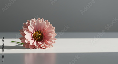 Soft, pastel pink gerbera daisy flower with shadow and light against a grey backdrop