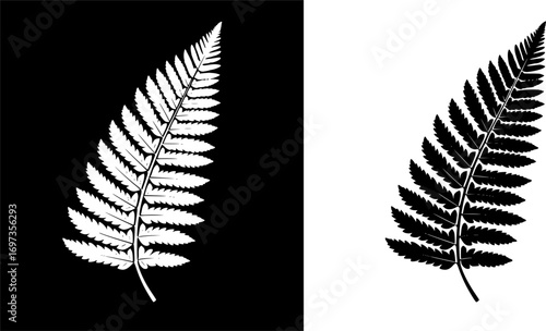 fern leaf isolated on black desain and white begraund
