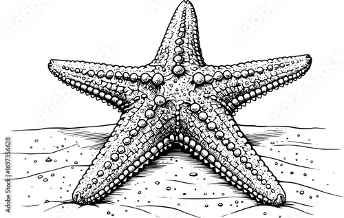 Intricate Starfish Line Art on Ocean Floor Vector Design
