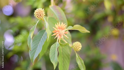 Mitragyna speciosa Korth (Kratom) flower on branch, Green leaf background with kratom tree and dark plant leaves Mitragyna Speciosa Korth medicinal plants wide-angle