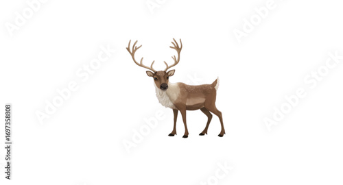 Snow deer
