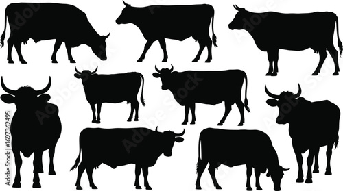 Cow Silhouettes – Various Cow Poses and Profiles, Farm Animal Vector Illustrations, Livestock, Dairy Farming, Rural Agriculture Icons
