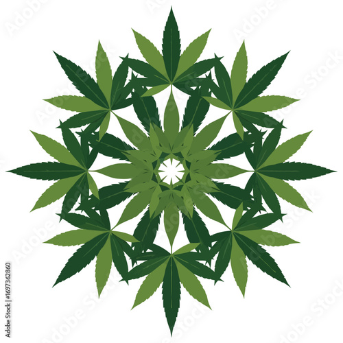 green leaf isolated on white background