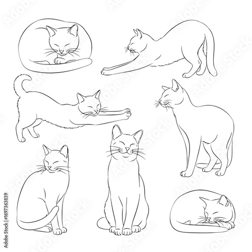 cat feline animal pet mammal domestic cute adorable kitten kitty pose stretch