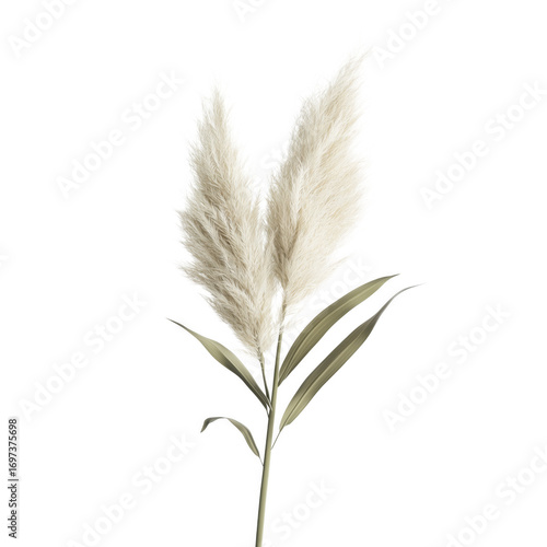 Isolated pampas grass with feathery plumes and green leaves against a transparent background