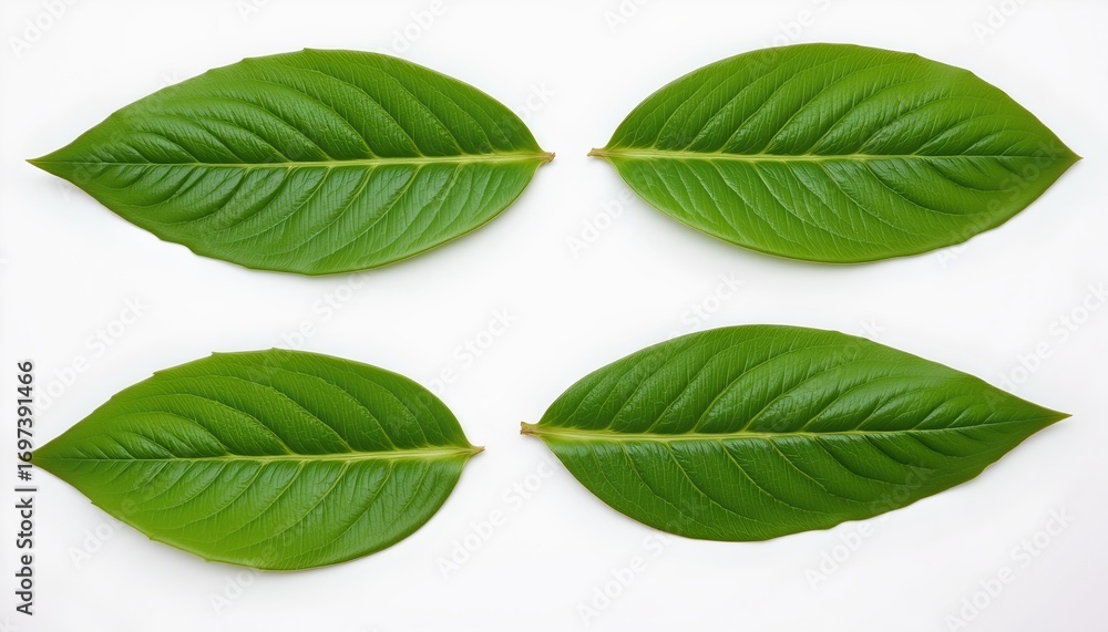 Fototapeta premium Symmetrical Green Leaves White Background