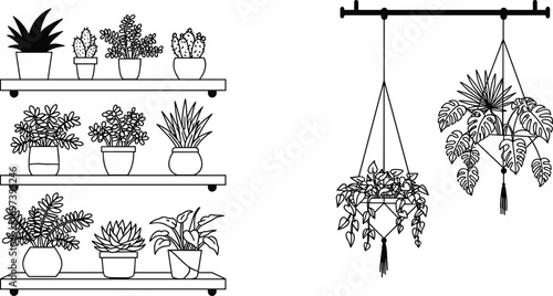 Indoor potted plants on shelves and hanging planters, home decor, greenery, botanical design, minimalist style, succulents, cactus, natural interior