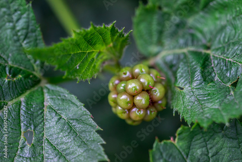 Tableau sur toile bright raspberry berries on a magnificent bush