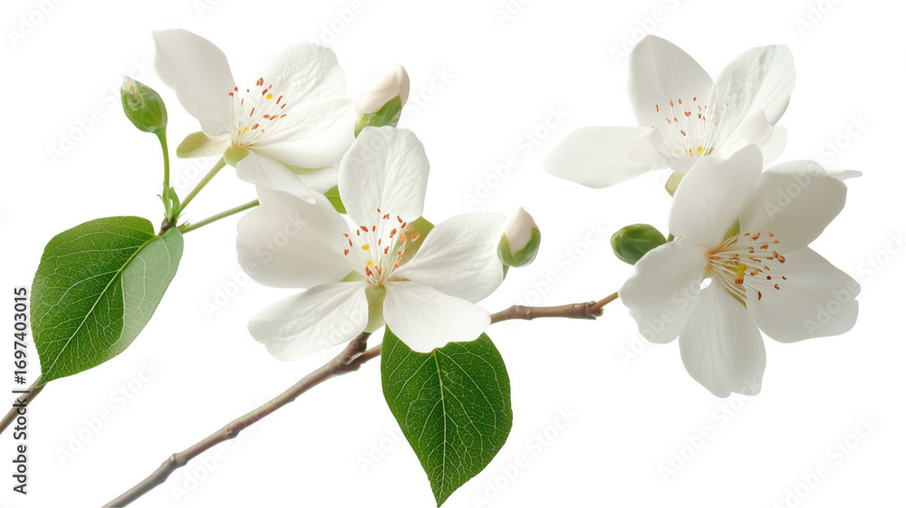 Fototapeta premium Stunning white flowering branch on a transparent background showcasing delicate petals and green leaves