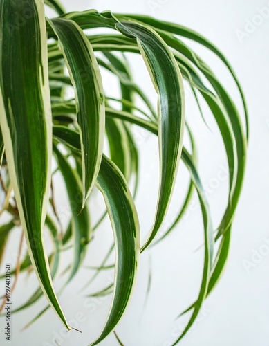 Close-up view of a vibrant, variegated plant with elongated, graceful leaves displaying a captivating interplay of white and green stripes.