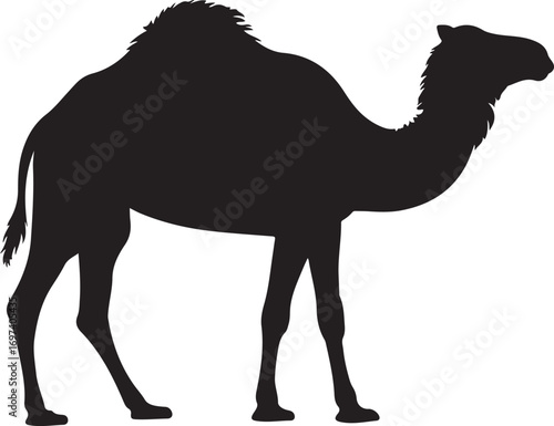 Camel. Black silhouette of a walking camel isolated on a white background