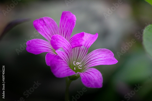 Delicate Macro of Two Blooming Pink Wood Sorrel Flowers (Oxalis) in a Garden