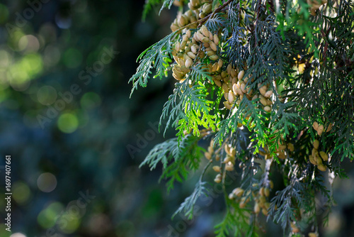 thu shishiki on a blurred background with highlights and bokeh. natural beauty. free space. screensaver. wildlife.