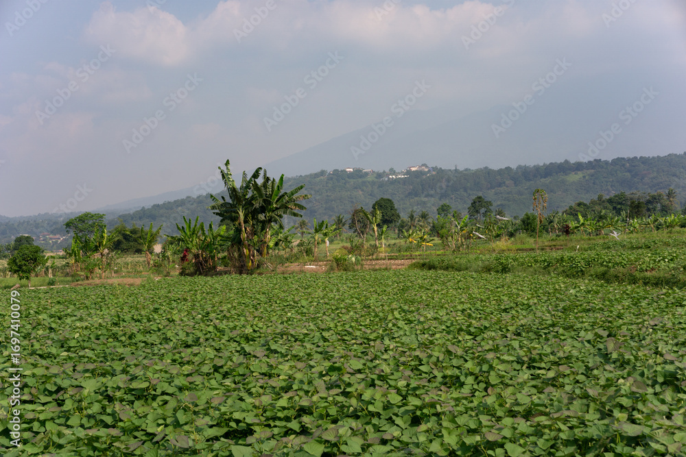 Obraz premium Vast Agricultural Landscape of a Sweet Potato Plantation at the Foothills of a Mountain in Indonesia