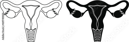 Simple line art and silhouette of female reproductive system