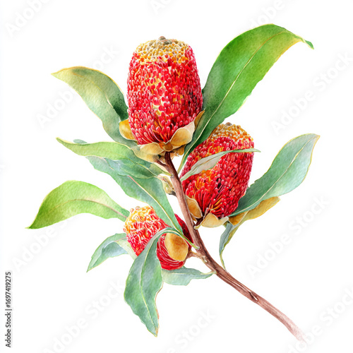 Watercolor illustration of a banksia serrata flower isolated on white background