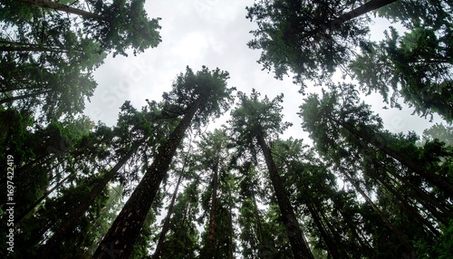 Tall, towering trees reaching towards a cloudy sky in a dense forest.