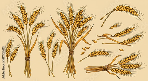 Wheat ears collection illustration