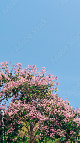 pink flowers in the park