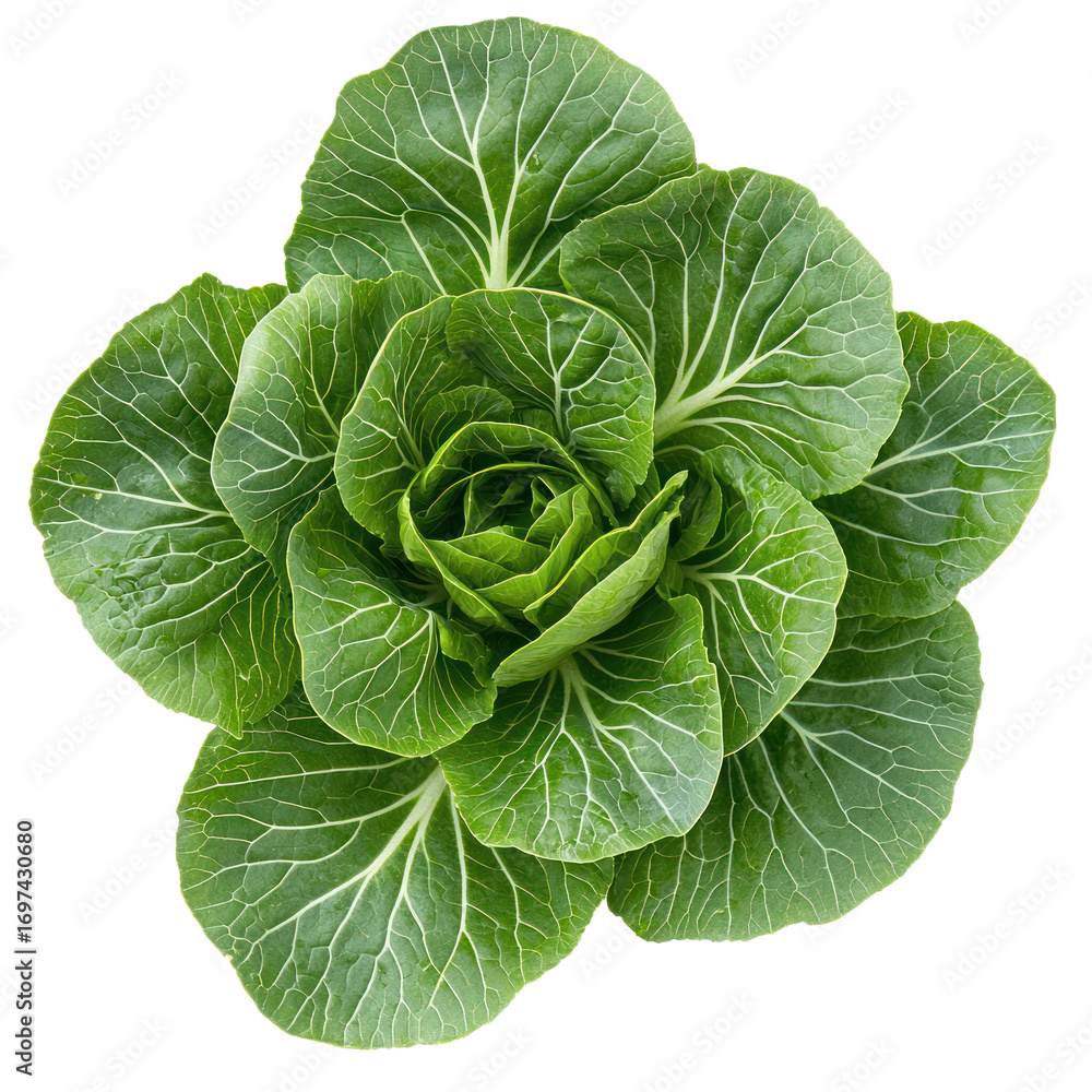 Obraz premium Bok choy, the arrangement of leaves forms a neat rosette shape with visible veins. full length isolate on transparent background