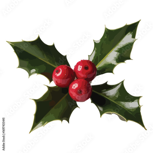Holley berries and leaves with festive green and red decorations for Christmas season